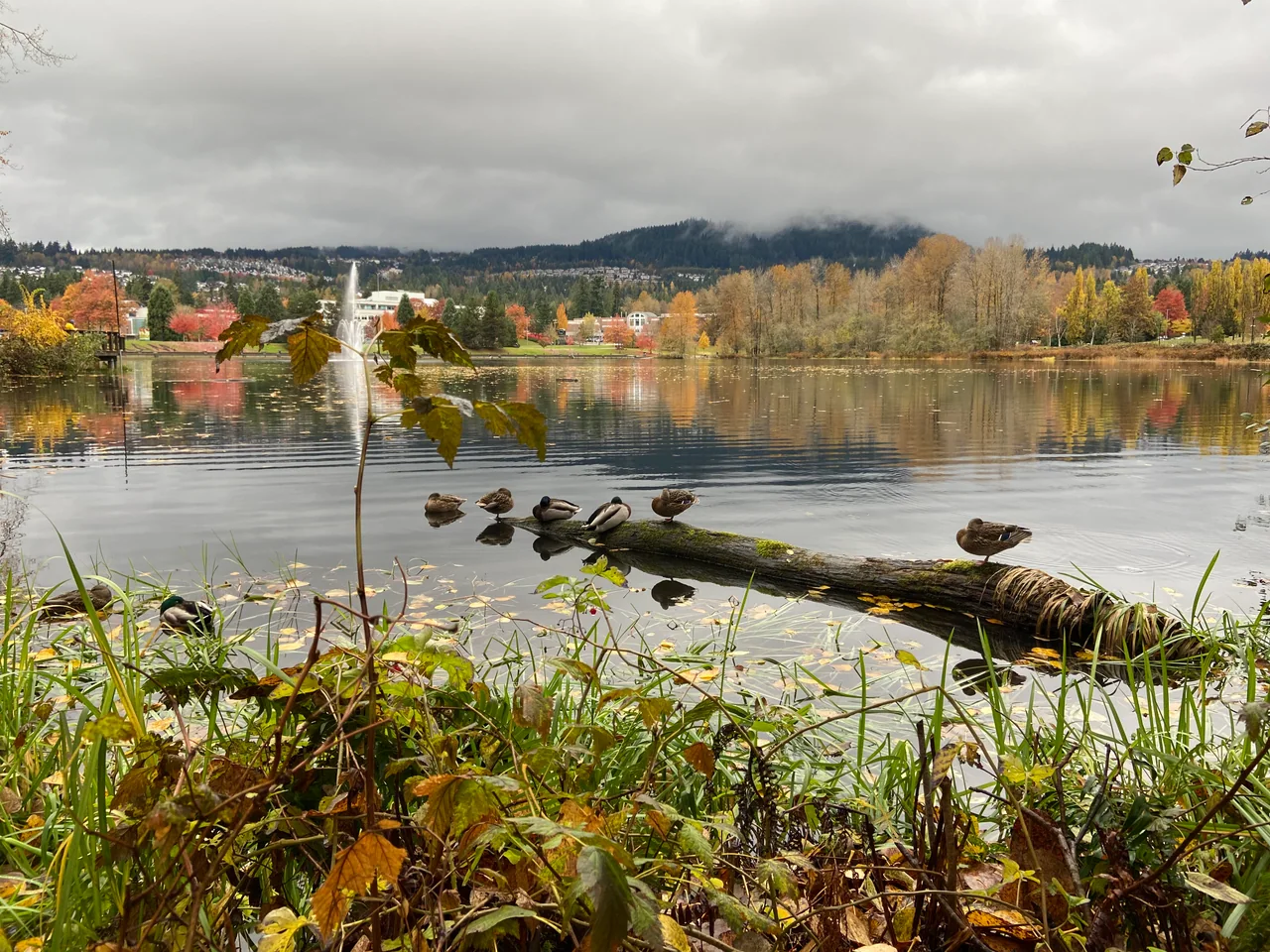 Autumn trees reflected in Lafarge Lake